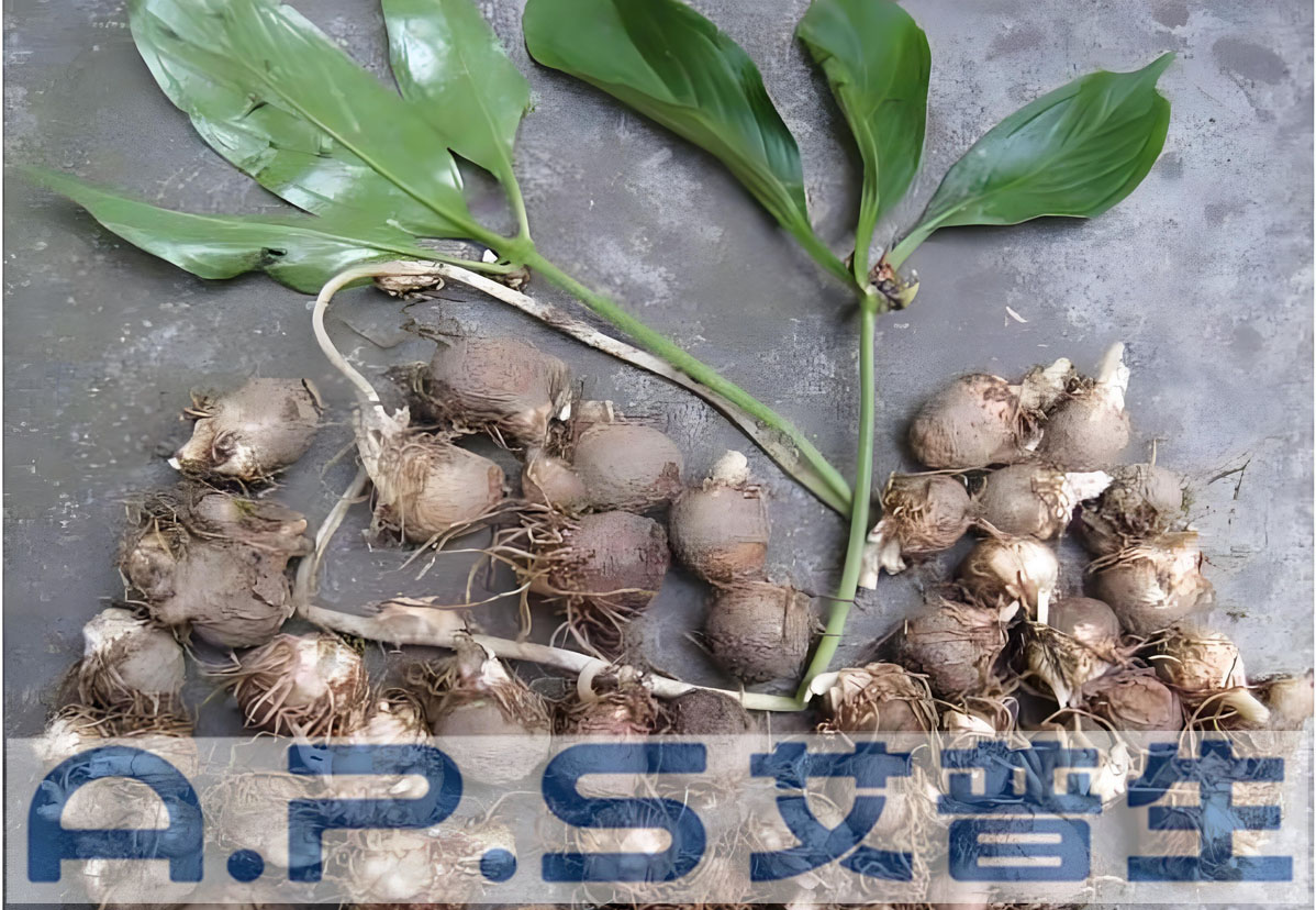 星空体育注册官网热泵烘干机-中药材半夏烘干-1.jpg